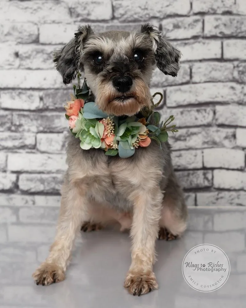 A senior small-sized female Gray / Blue / Silver Schnauzer dog named Ziggy for adoption in Tuscaloosa, AL