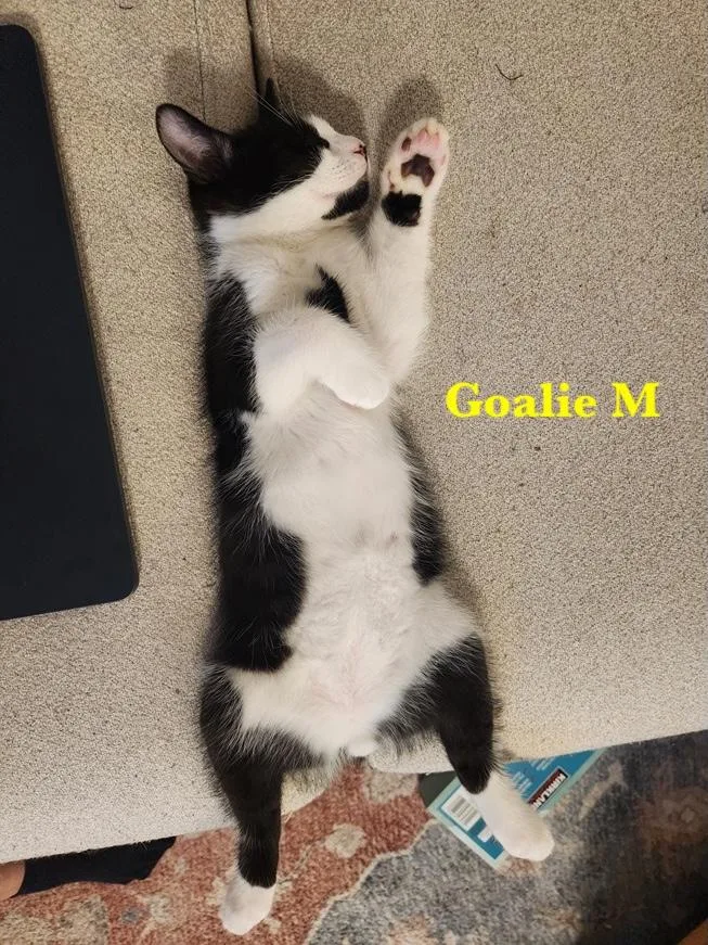 A baby medium-sized male Black & White / Tuxedo Domestic Short Hair cat named Captain and Goalie for adoption in Melrose, MA