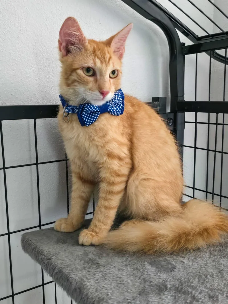 NICOLAS  purr machine