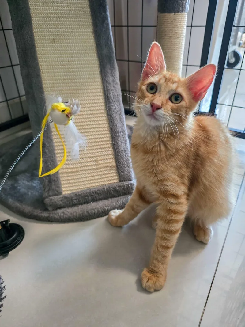 NICOLAS  purr machine thumbnail 4