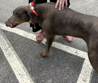 A senior medium-sized female Brown / Chocolate Doberman Pinscher dog named Mya for adoption in Maryville, TN