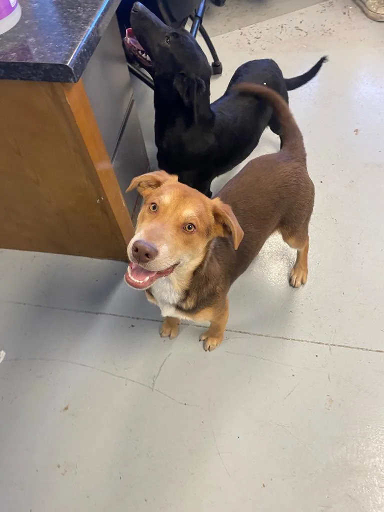 A young medium-sized male Labrador Retriever dog named Rex for adoption in Greenwood, MS