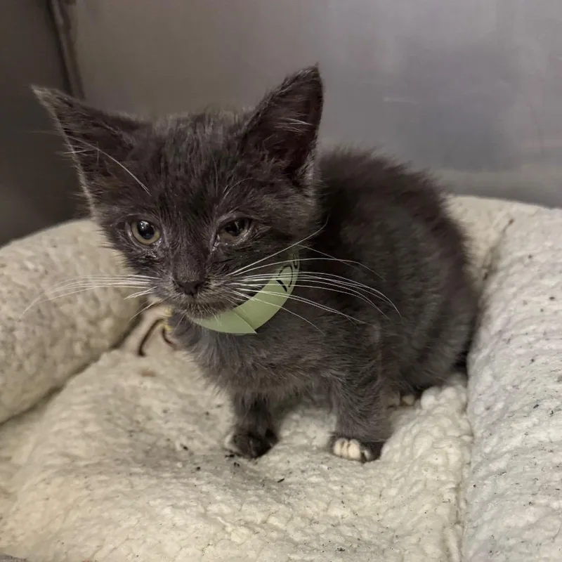 A baby small-sized female Gray / Blue / Silver Domestic Short Hair cat named Divina for adoption in Los Angeles, CA