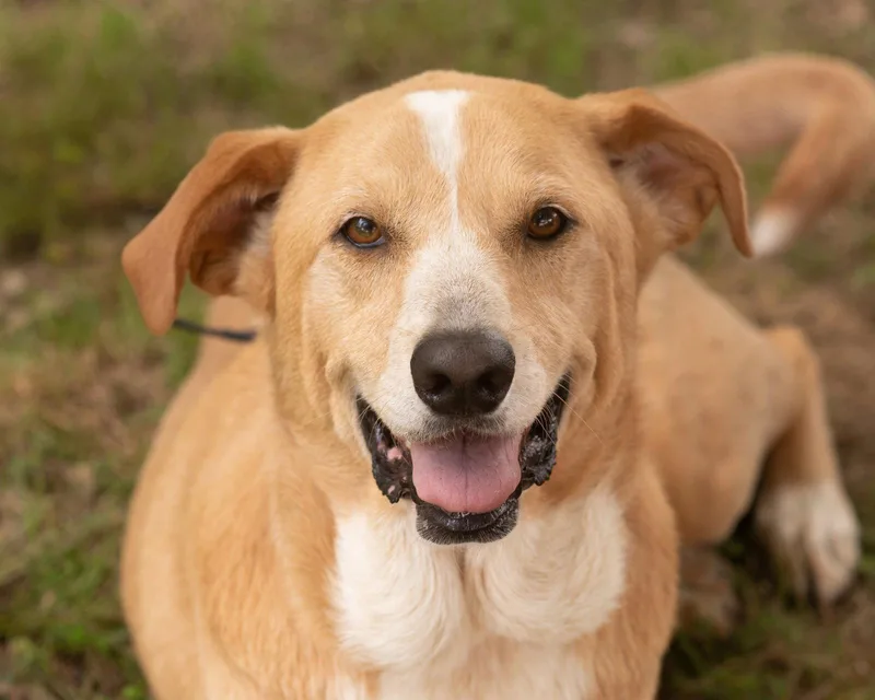 An adult medium-sized female Labrador Retriever dog named Sweetie for adoption in Southaven, MS