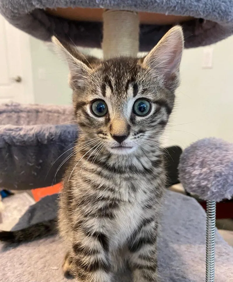 Melman