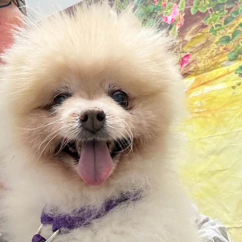 A senior small-sized female White / Cream Pomeranian dog named Bristel for adoption in Normal, IL