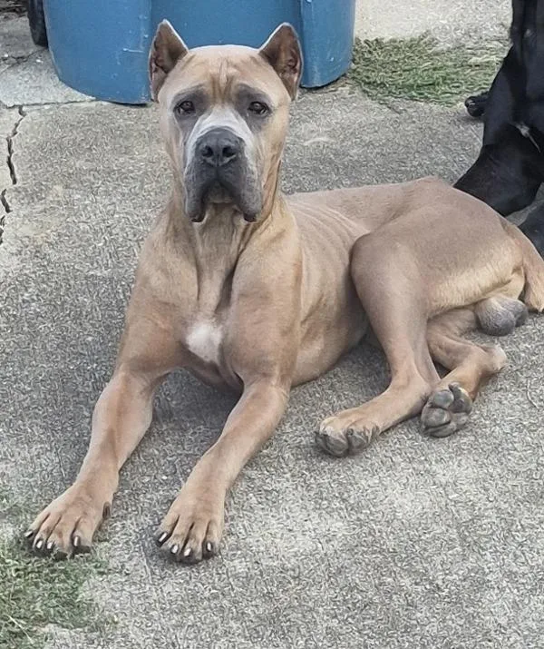 A young large-sized male Cane Corso dog named Ic c Droolius Caeser for adoption in Lawrenceville, GA