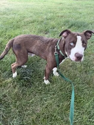 An adult large-sized male Brown / Chocolate Mixed Breed dog named Bowie for adoption in Kansas City, MO