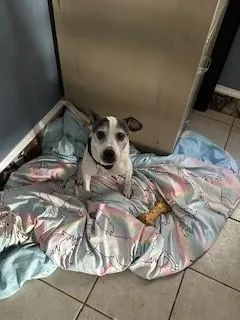 A senior medium-sized male Fox Terrier dog named Davey for adoption in Lake Wylie, SC