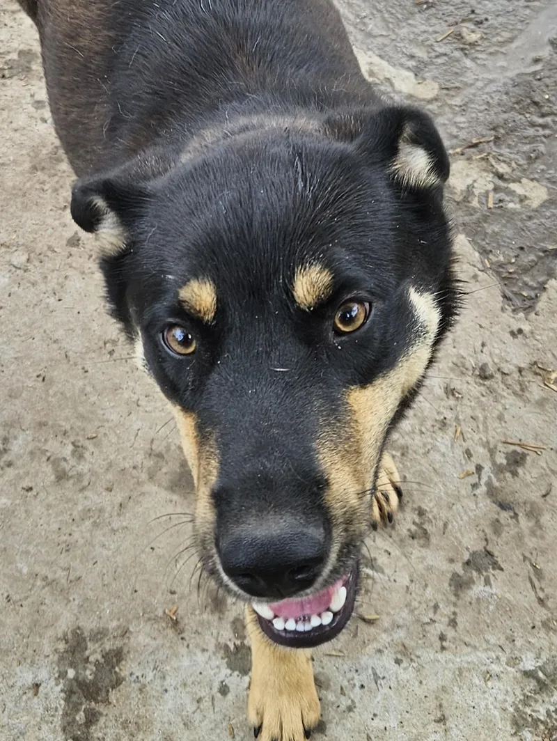 A young medium-sized male Black Shepherd dog named Howard Hooray for adoption in Andover, MA