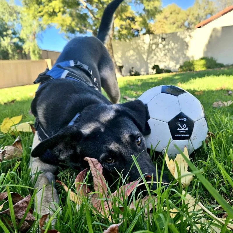 A young medium-sized male German Shepherd Dog dog named Arrow for adoption in San Juan Capistrano, CA