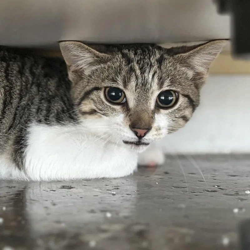 A baby small-sized female Brown / Chocolate Domestic Short Hair cat named Sploink for adoption in Louisville, KY