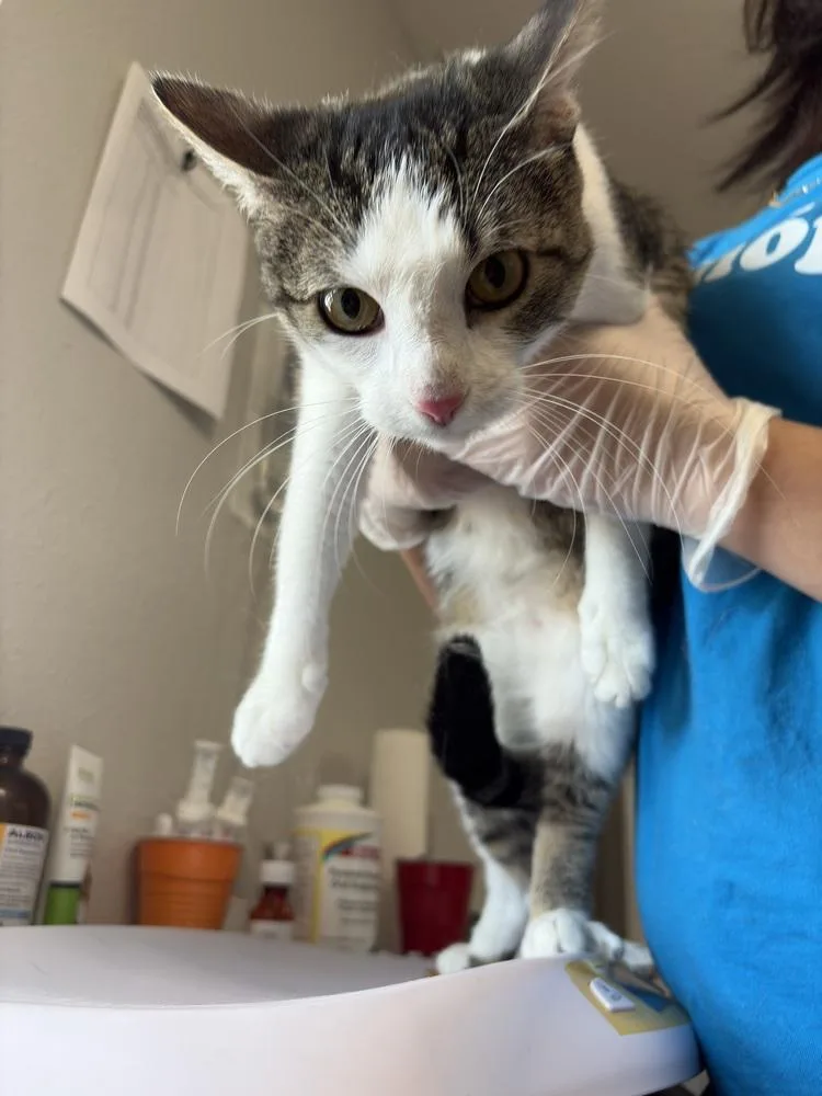 An adult small-sized female Domestic Short Hair cat named Abby for adoption in Bolivar, MO