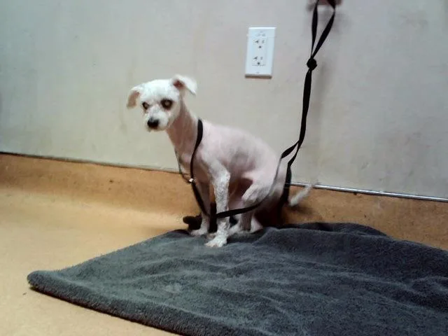 A senior small-sized female Poodle dog named Chiquies for adoption in Martinez, CA