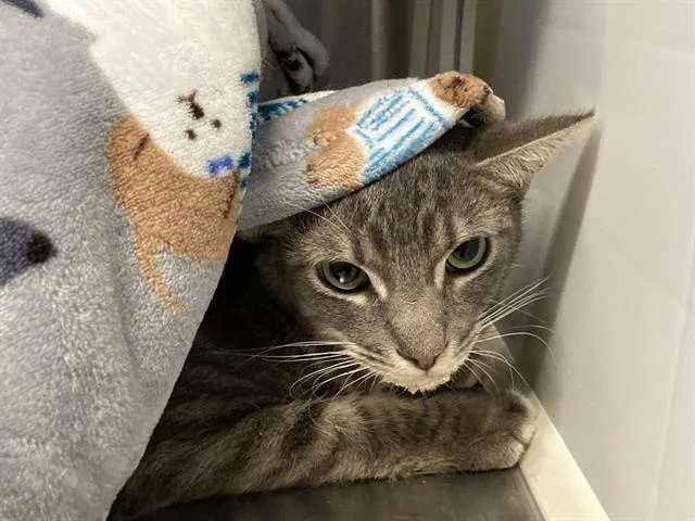 A young medium-sized male Domestic Short Hair cat named Parker for adoption in Tustin, CA