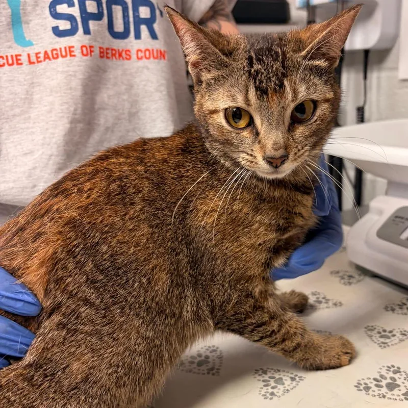 An adult medium-sized female Torbie Domestic Short Hair cat named Erie for adoption in Birdsboro, PA