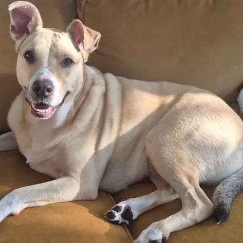 An adult medium-sized female Labrador Retriever dog named Louise for adoption in Sparta, NJ