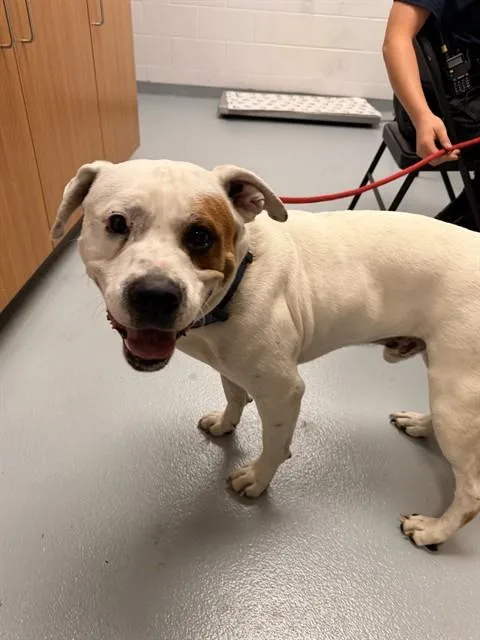An adult large-sized male Mixed Breed dog named Koopa for adoption in Saint Cloud, FL