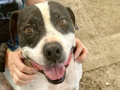 An adult large-sized male White / Cream Mixed Breed dog named Connor for adoption in Georgetown, TX