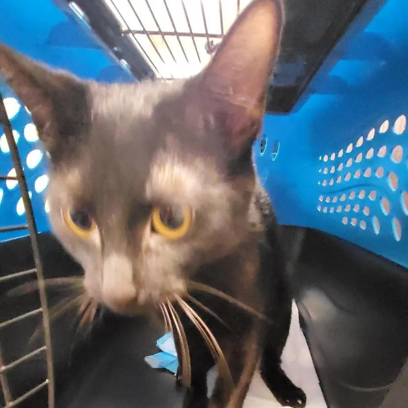 An adult medium-sized female Black Domestic Short Hair cat named Mama Mia Nfsaw for adoption in New York, NY