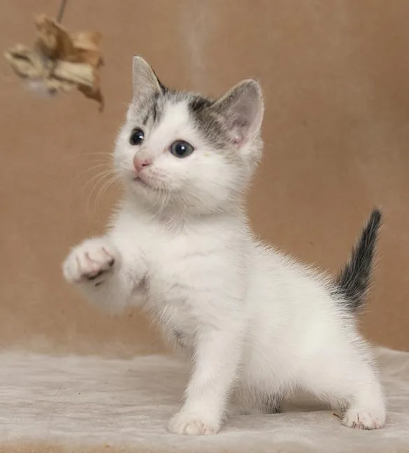 A baby medium-sized female White Domestic Short Hair cat named Aniya for adoption in Chicago, IL