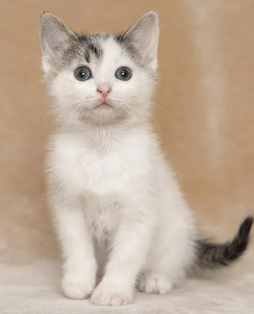 Aniya thumbnail 2