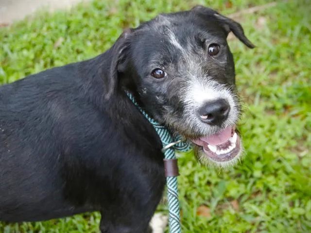 A young large-sized female Goldendoodle dog named Eleven for adoption in Tallahassee, FL