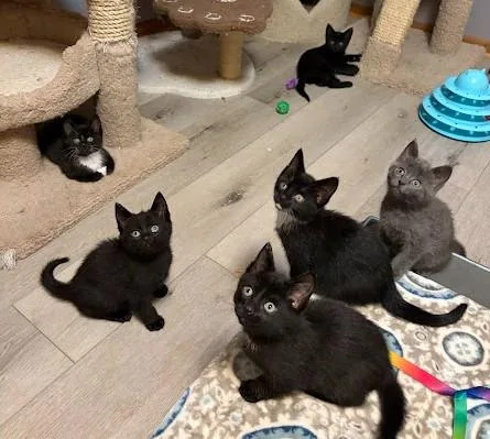 A baby medium-sized male Black Domestic Short Hair cat named Kiss for adoption in Andover, MN