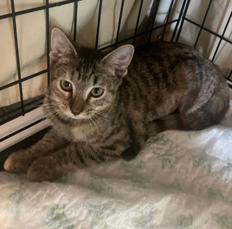 A young medium-sized female Domestic Short Hair cat named Mini Kelly for adoption in Satellite Beach, FL