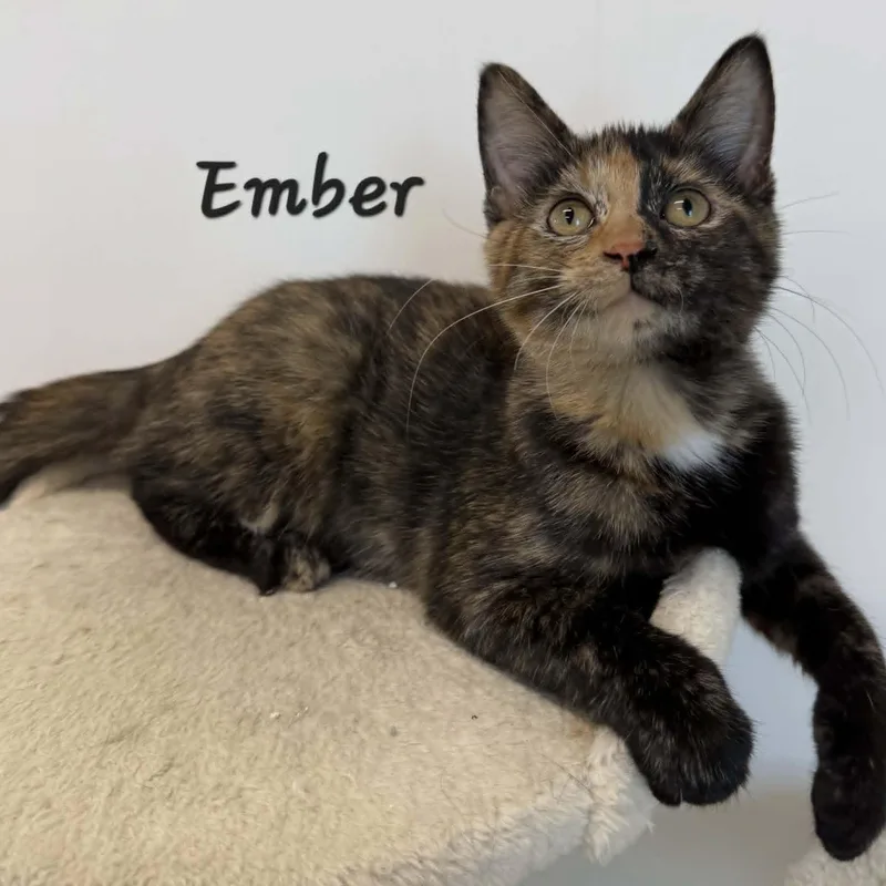 A young medium-sized female Tortoiseshell cat named Ember for adoption in Rushville, IL