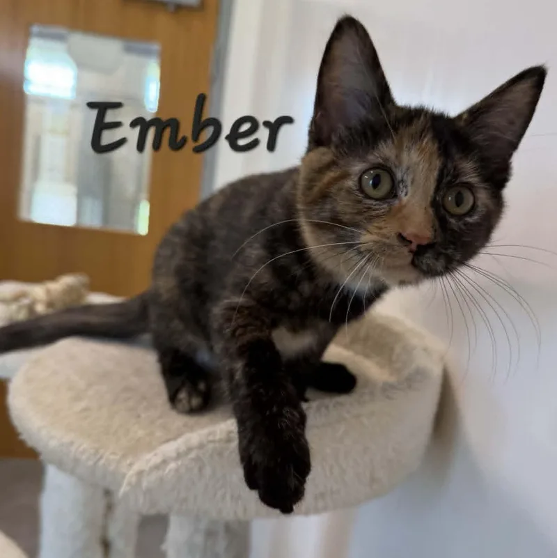 Ember thumbnail 2