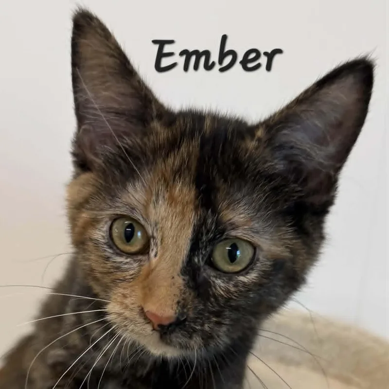 Ember thumbnail 3