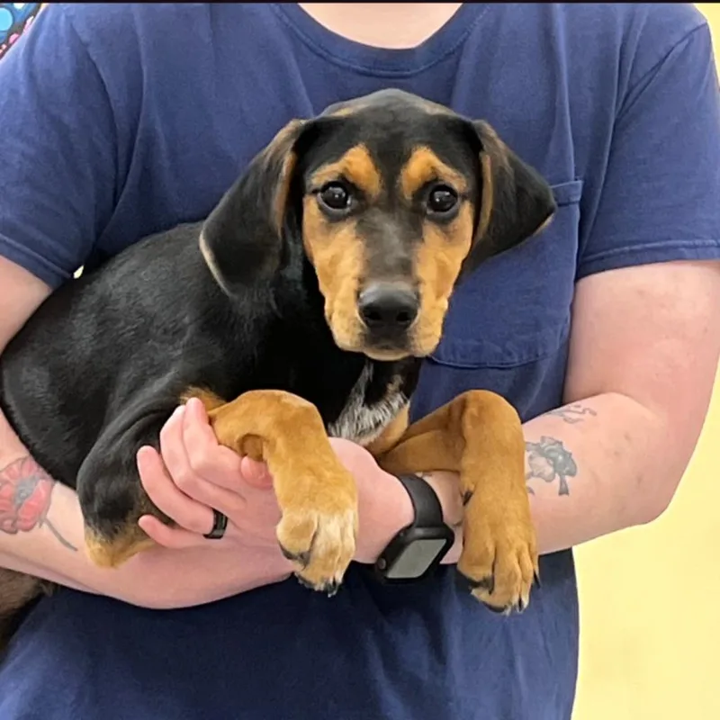 A baby medium-sized female Black Hound dog named Scarlett for adoption in Alexandria, VA
