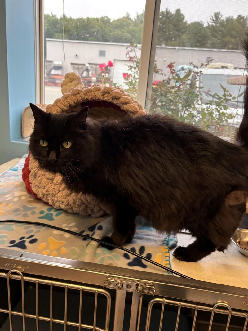 A senior medium-sized female Black Domestic Long Hair cat named Omelet & Scribble for adoption in Kingston, MA