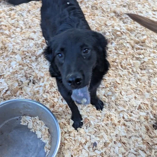 A young medium-sized male Flat-Coated Retriever dog named Grant for adoption in Fosters, AL