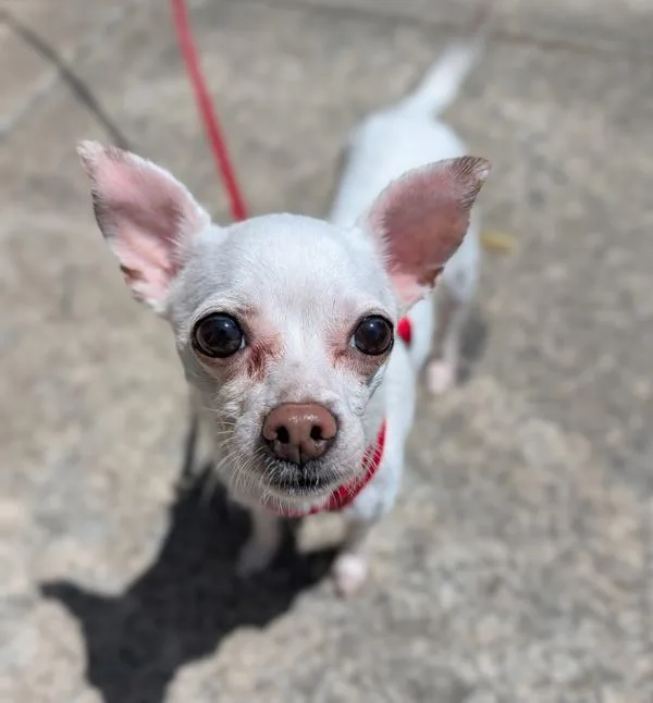 An adult small-sized female Chihuahua dog named Meela for adoption in Santa Rosa, CA
