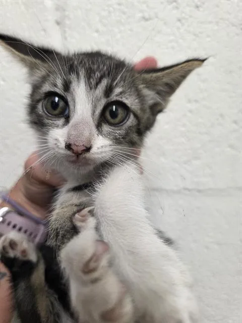 A baby small-sized female Domestic Short Hair cat named Camila for adoption in Chula Vista, CA