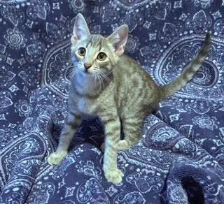 A baby medium-sized male Gray / Blue / Silver Tabby cat named Jeffery for adoption in Phoenix, AZ