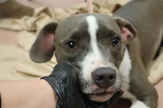 An adult large-sized female Mixed Breed dog named Penny for adoption in Columbia, SC