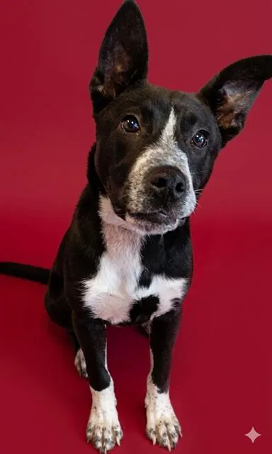 A young small-sized male Mixed Breed dog named Candied Yam for adoption in Jacksonville, FL