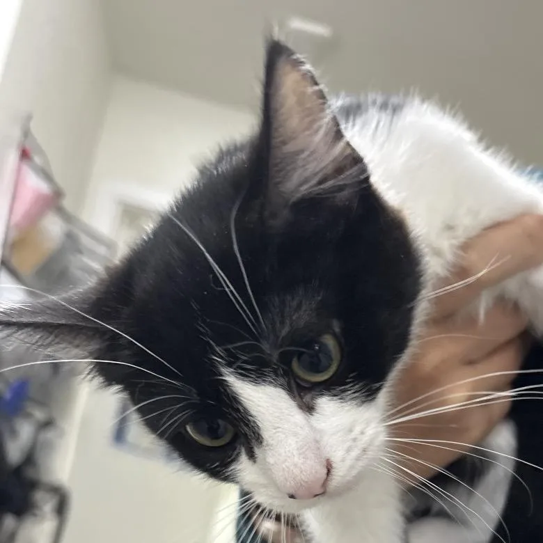 Archie