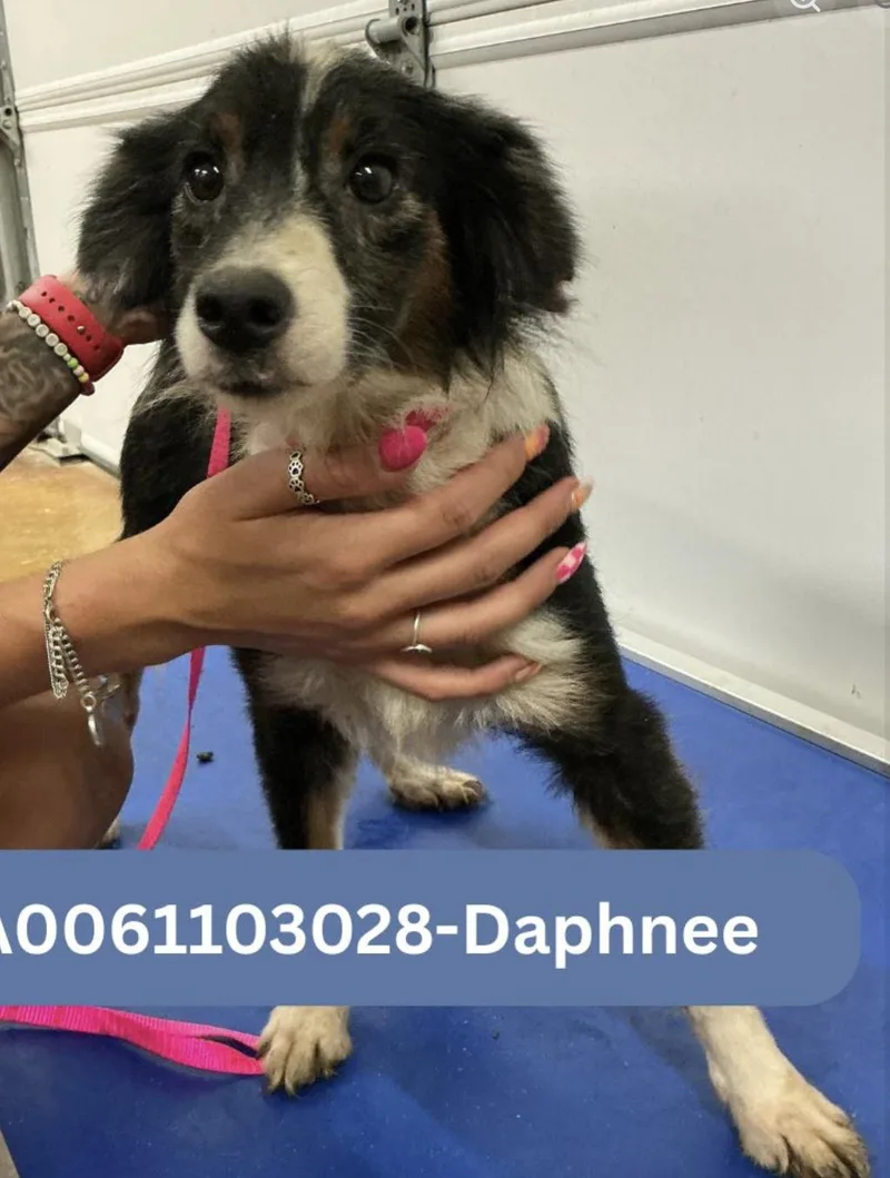 Daphnee Smith thumbnail 2