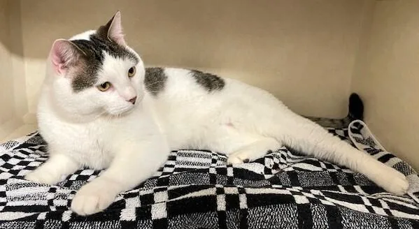 An adult large-sized male Domestic Short Hair cat named Nino for adoption in Elmsford, NY