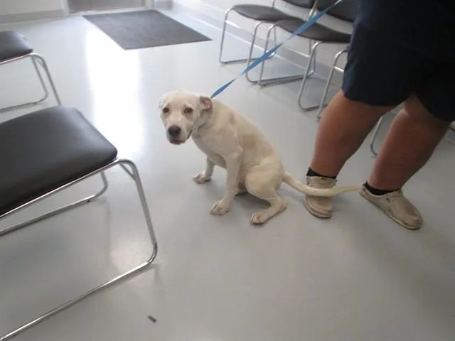 A young small-sized male Pit Bull Terrier dog named Rambo for adoption in Ocala, FL