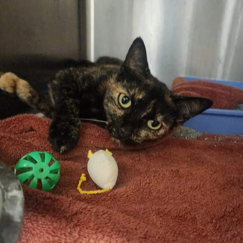 An adult medium-sized female Tortoiseshell Domestic Short Hair cat named Crystal for adoption in Evensville, TN