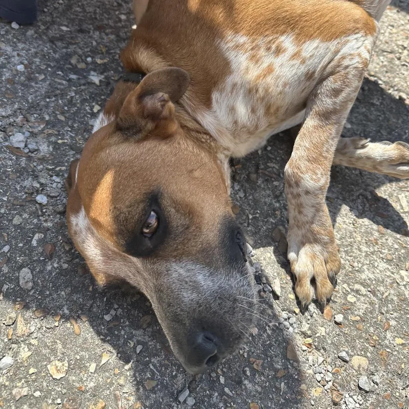 An adult large-sized male Red / Chestnut / Orange Pit Bull Terrier dog named Rocky Big Head for adoption in Eureka Springs, AR