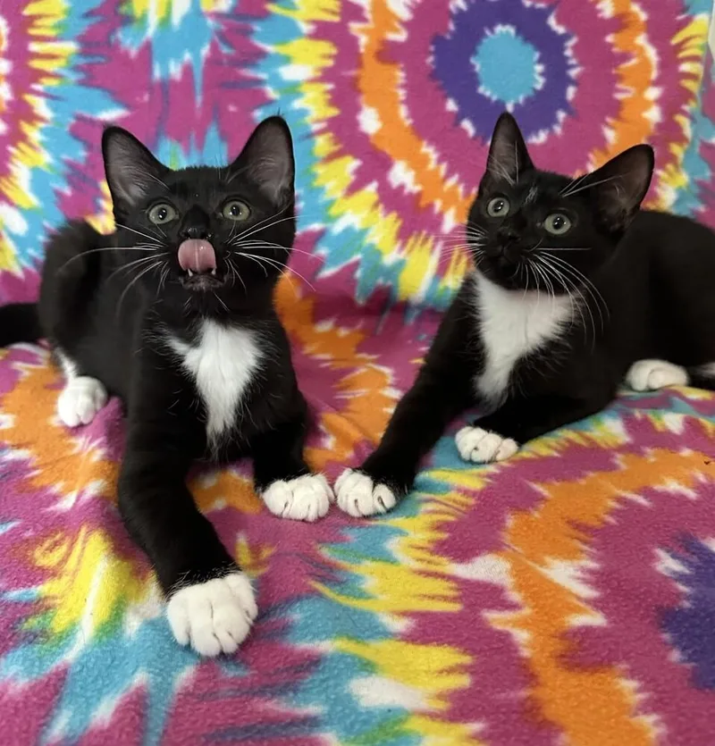A baby medium-sized male Black & White / Tuxedo Domestic Short Hair cat named James Bond for adoption in Elmsford, NY