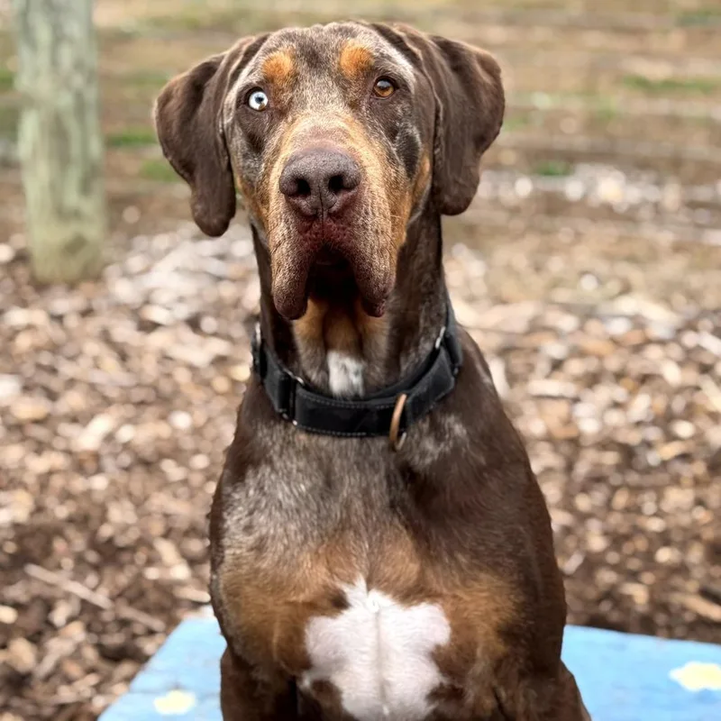 A senior extra large-sized male Brown / Chocolate Catahoula Leopard Dog dog named Levi for adoption in Peachtree City, GA