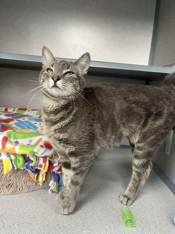 An adult medium-sized female Domestic Short Hair cat named Vesper for adoption in Skillman, NJ