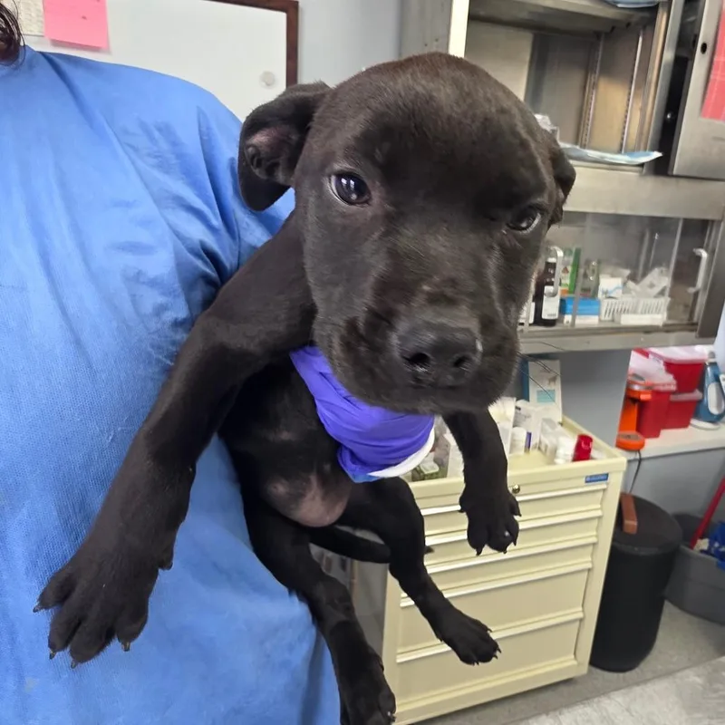 A baby small-sized female Black Mixed Breed dog named Sally for adoption in Duncan, OK
